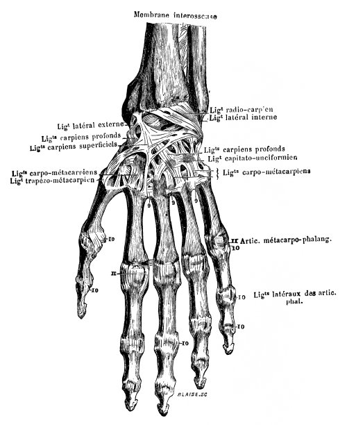 骨头，韧带图片下载