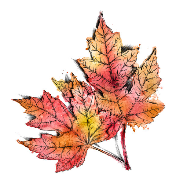 枫叶矢量水彩和墨水绘图图片下载