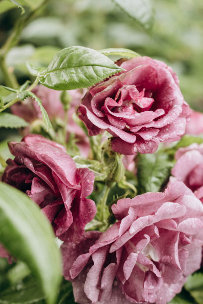 花园里的紫色玫瑰图片下载