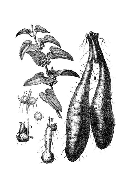 农业百科全书古董插图，植物:山药(薯蓣)图片下载