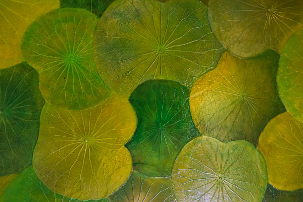 背景是墙上重复的荷叶图片下载