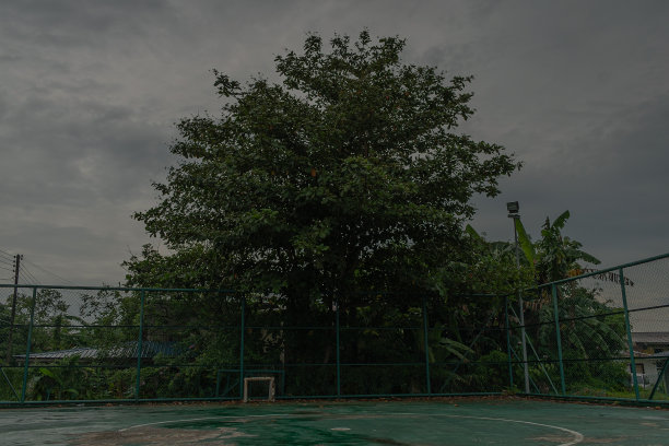 足球场和篮球场与大自然，树木图片下载