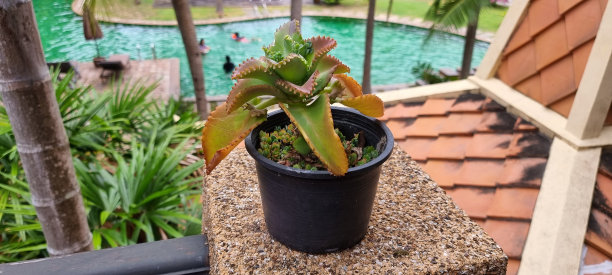 一个盆栽植物的照片在一个水池附近的窗台上，有一个小盆栽植物在一个水池附近的窗台上图片下载