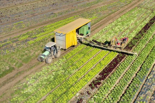 蔬菜种植，收获沙拉-鸟瞰图图片下载