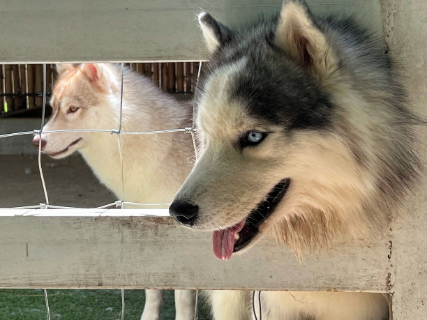 这张照片是两只狗隔着栅栏看着对方，有两只狗隔着栅栏看着对方图片下载