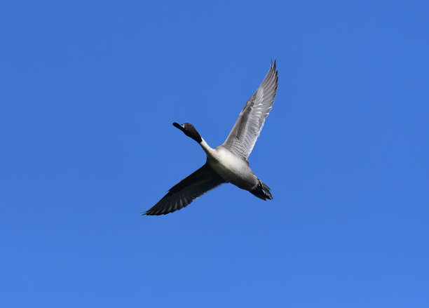 鸟类-混合组3B。陆生和水生。图片下载