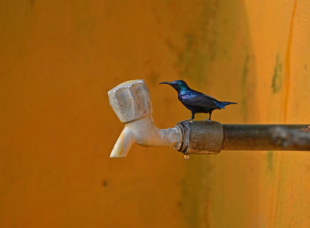 鸟类-混合组3B。陆生和水生。图片下载