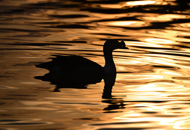 鸟类-混合组3B。陆生和水生。图片下载