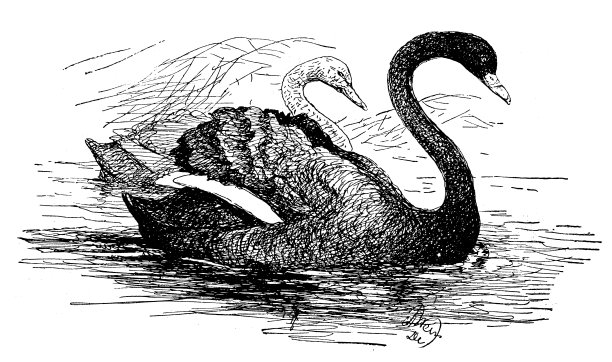 古董童书插图:天鹅图片下载