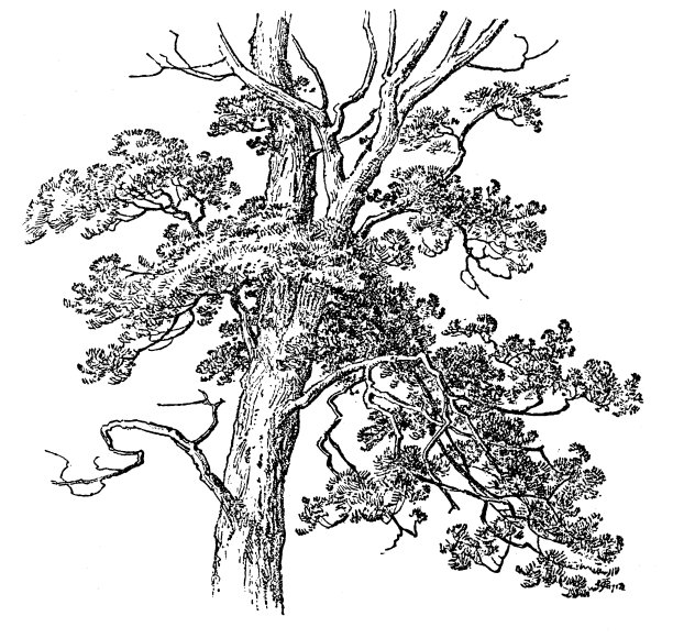 古董版画插图:树图片下载