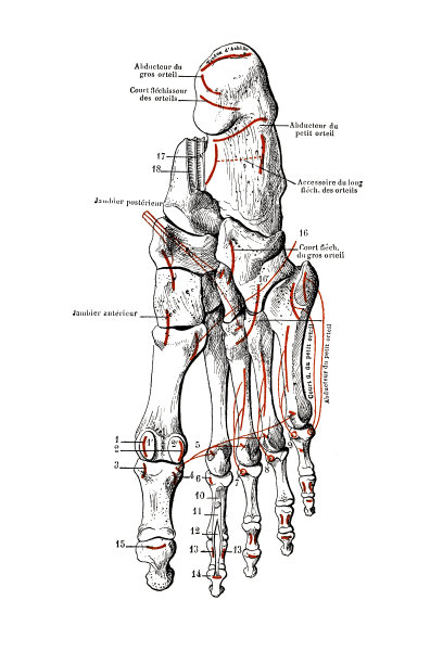 脚的骨骼图片下载
