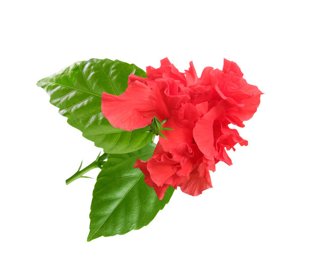 白色背景上孤立的红色芙蓉花图片下载