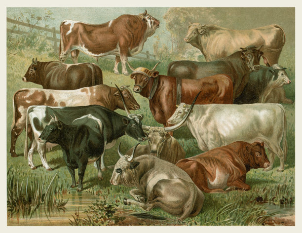 牧场上不同的家牛牛插图1897年图片下载