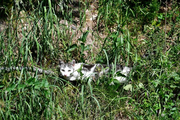 一个阳光明媚的夏日，在波兰乡村打猎时，一只白色、棕色和黑色的流浪猫躲在草丛、草药和其他植物之间的灌木丛中图片下载