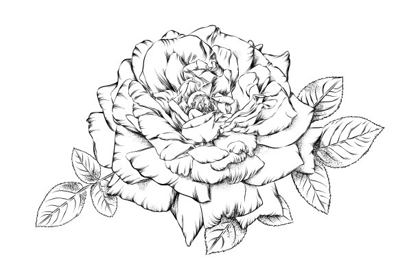 美丽的开放玫瑰钢笔和墨水花画。向量EPS10插图图片下载