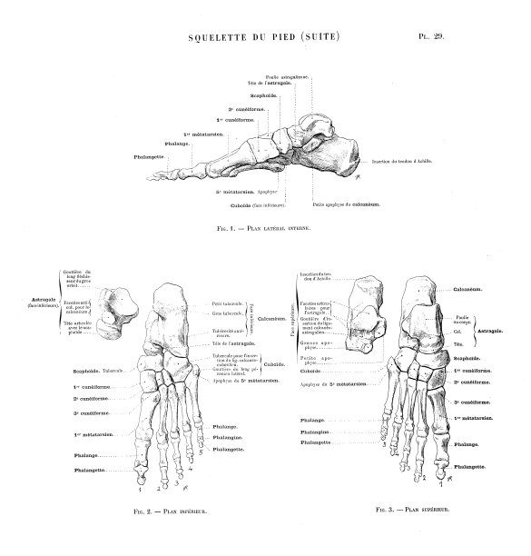 人体解剖学插图取自法国古董艺术书籍:脚骨图片下载