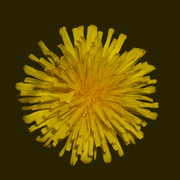 蒲公英头黑色背景图片下载