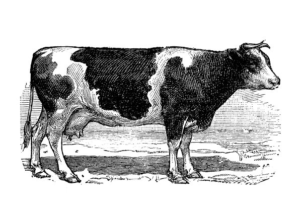 古董古法国版画插图:牛图片下载
