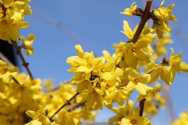 蓝天前盛开的黄色连翘图片下载