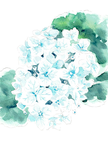 Hortensie花分支。水彩绘画。向量图片下载