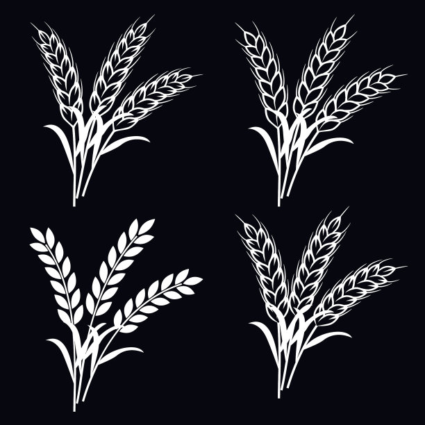小麦植物穗-载体图片下载