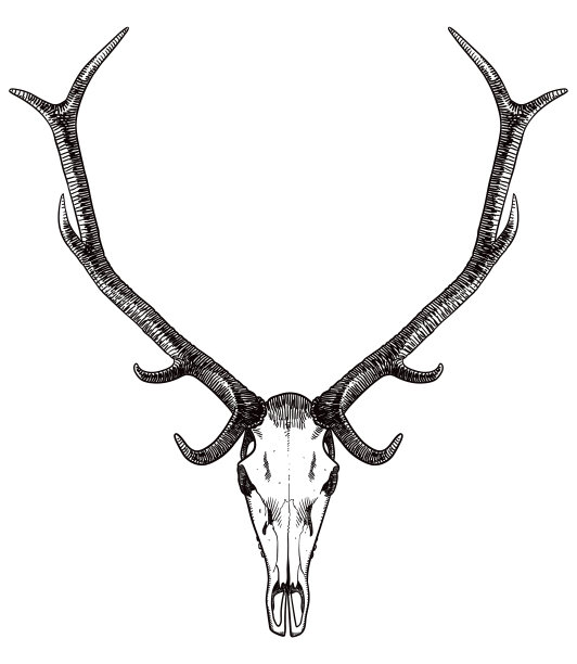 画鹿的头骨和鹿角图片下载