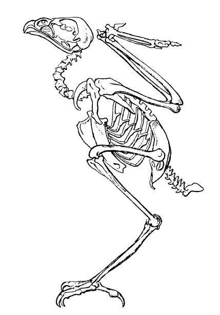 鸟(猎鹰)的骨架图片下载