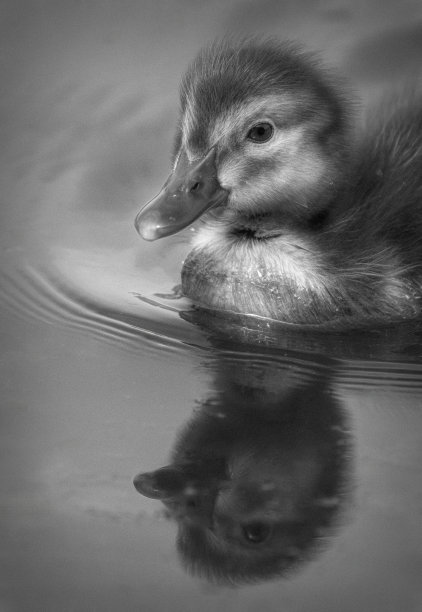 在戈斯福斯公园自然保护区的湖面上，一只潜鸭图片下载