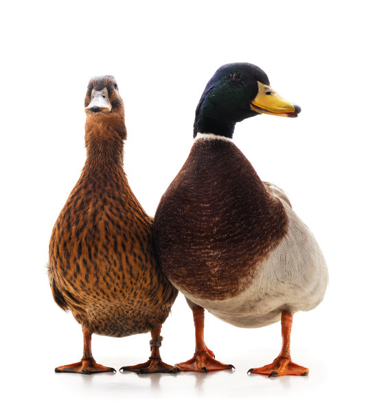 两个野鸭。图片下载
