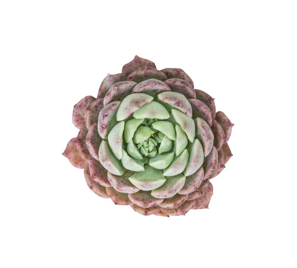 分离的小型多肉植物图片下载