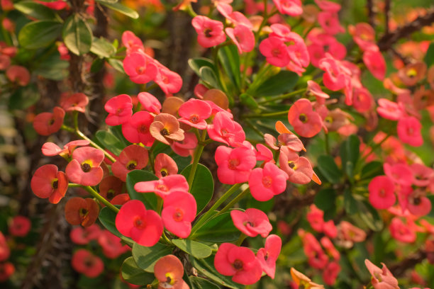 刺花(euphorbia milii)图片下载