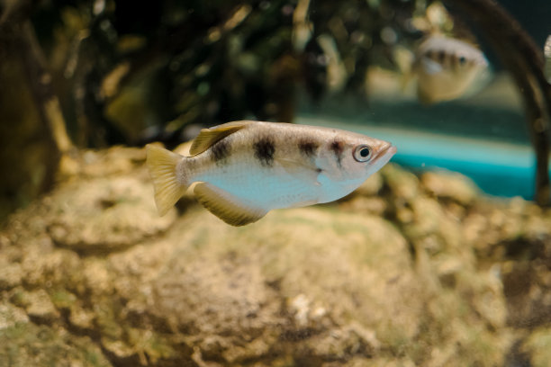 chatareus弓形虫，有时俗称普通射水鱼图片下载