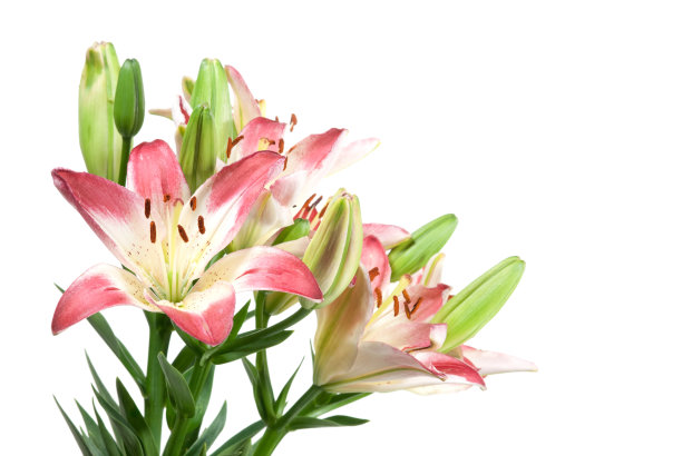 粉白相间的百合图片下载