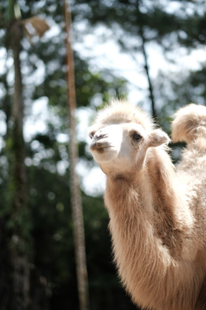 双峰驼的肖像，也被称为蒙古骆驼图片下载