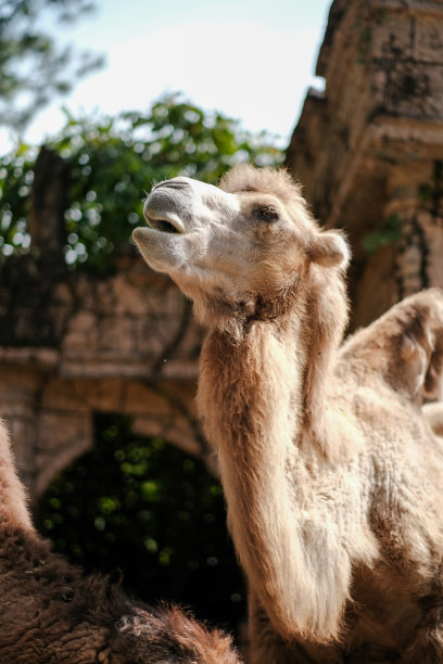 双峰驼的肖像，也被称为蒙古骆驼图片下载