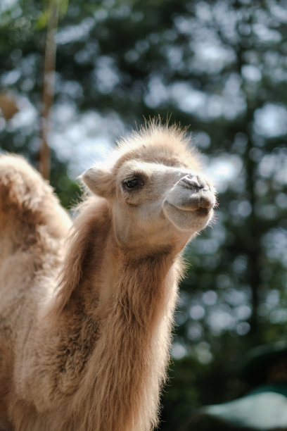 双峰驼的肖像，也被称为蒙古骆驼图片下载