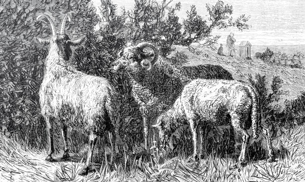 山羊和绵羊农场动物图片下载