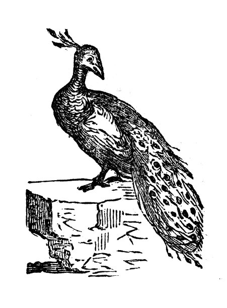 古董孔雀插图图片下载