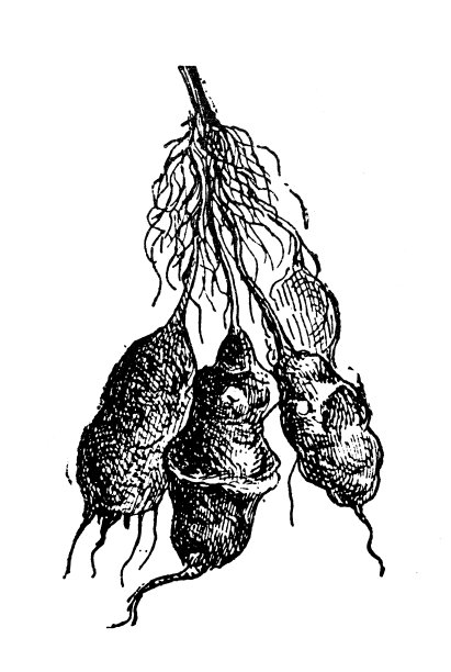 古玩插画:菊芋(Helianthus tuberosus)， Topinambur图片下载