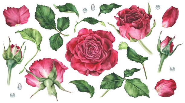 水彩植物插图。一套玫瑰和树叶。孤立在白色背景上。手绘粉红色的花。有花植物的花蕾。设计贴纸、文具、化妆品包装图片下载