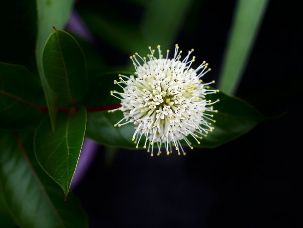 在模糊背景上的西头花图片下载