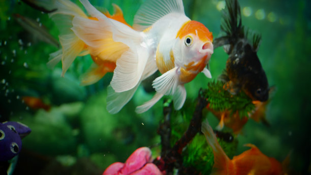 五颜六色的金鱼在清澈的水里游泳，在自然动物群的栖息地中看起来非常美丽图片下载