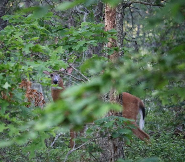 做一只鹿;一只母鹿……实际上是白尾鹿图片下载