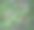 做一只鹿;一只母鹿……实际上是白尾鹿图片下载