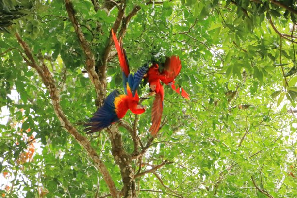 野生猩红色金刚鹦鹉在树上，哥斯达黎加图片下载