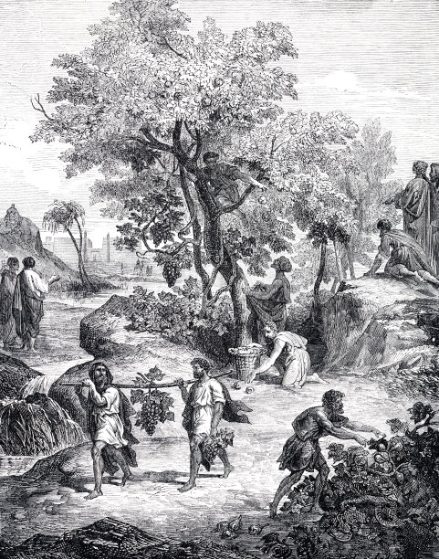 Wabi Eschkol的水果在4。摩西十三24图片下载