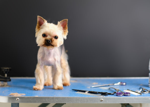 一只约克郡犬在一个梳洗桌子上的黑色背景。梳理概念图片下载