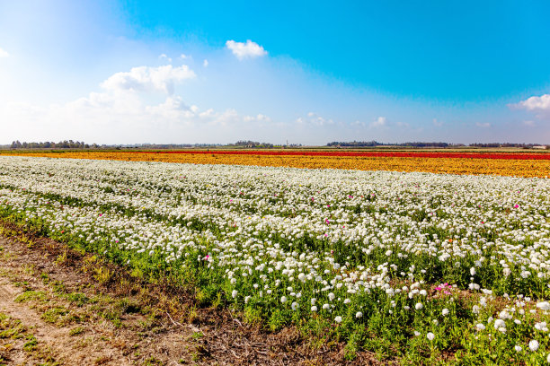 以色列南部的大片田野图片下载