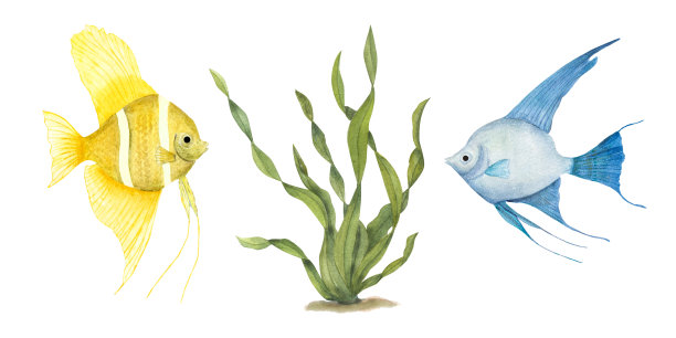 水彩画黄色，蓝色天使鱼，绿色海带孤立在白色的背景。完美的设计，卡片，背景，纪念品，装饰，横幅，织物，纺织品，包装图片下载