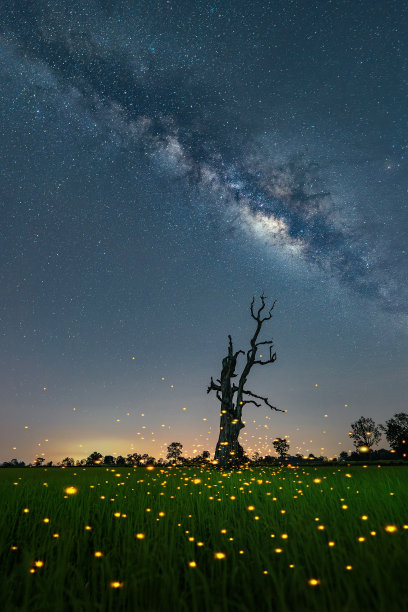 死树的场景与夜空的银河和星星的天空背景。有很多萤火虫照亮了树木和田地，还有稻田。伴随着噪音和谷物。长曝光照片。图片下载
